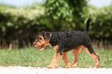 AIREDALE TERRIER 339